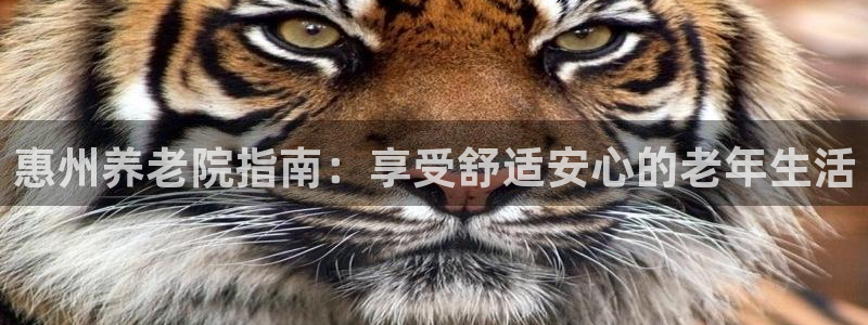 韦德网址是多少