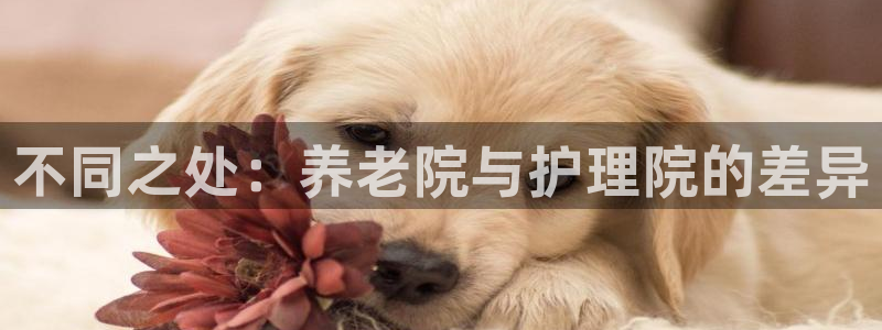 韦德1946游戏