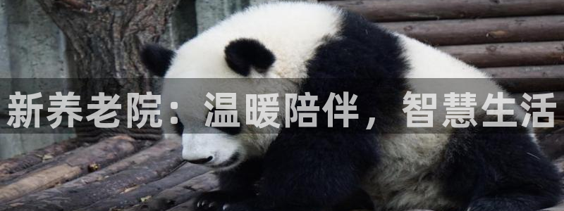 韦德游戏是什么